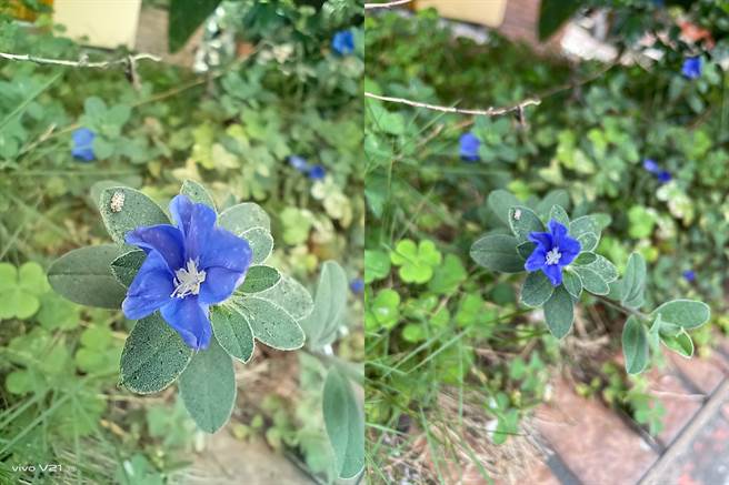 vivo V21 5G（左）与iPhone 12 Pro日间对比照片（3）。（黄慧雯摄）