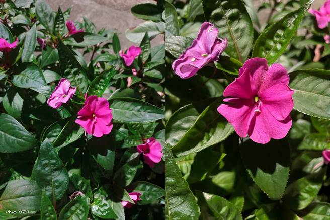 vivo V21 5G（左）与iPhone 12 Pro夜间对比照片（4）。（黄慧雯摄）
