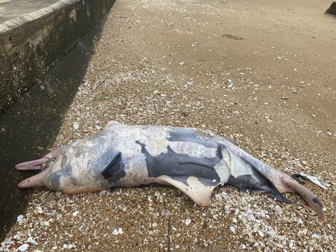 金门海滩今天又发现1只死亡鲸豚，县水试所专家鑑定是 「中华白海豚」幼体，死亡原因不明。（金门岸巡队提供）