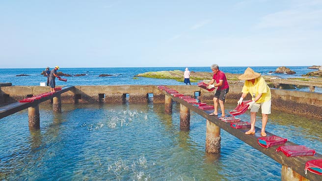 貢寮鮑養殖業者直接拎著籃子，站在小橋上投放宜蘭來的九孔苗。（新北市漁業處提供／王揚傑新北傳真）