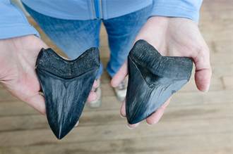 男童海邊挖出心形化石 竟是千萬年前海中霸主牙齒