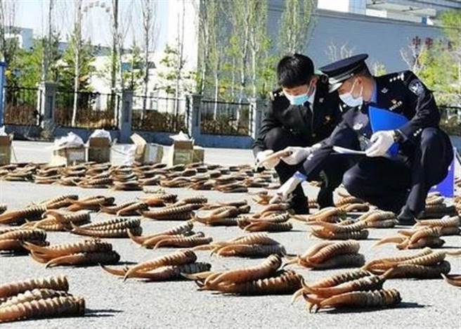 新疆乌鲁木齐海关缴获大量走私高鼻羚羊角。（东网）