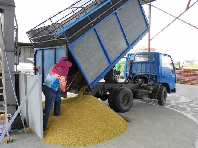 稻谷减产，台南一期稻溼谷开盘价每百台斤1070元，相较去年每百台斤930元，涨幅达15％。（读者提供／张毓翎台南传真）