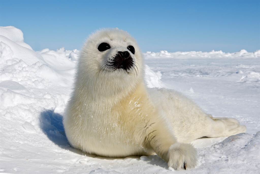 小海豹被棄養在冰上誤認人類是媽媽奮力向前爬討抱抱 萌寵 網推