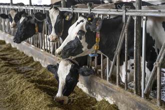 花蓮牧場自產「透明鮮乳」 首獲動物福利標章認證