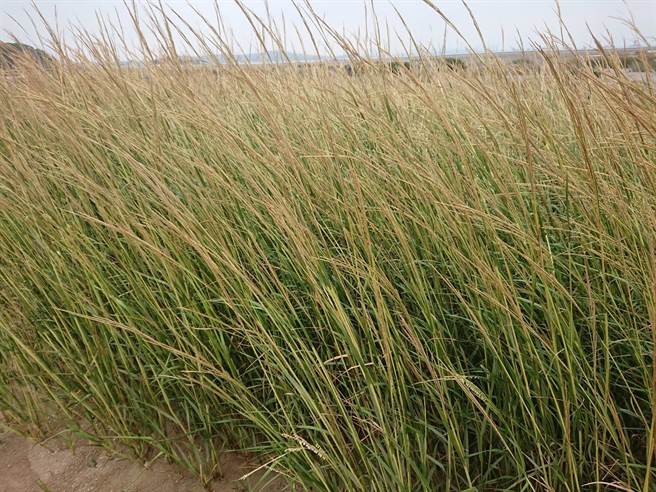 金门浯江溪口的互花迷草覆盖潮间带，改变生态环境的现况。（县府农林科提供）