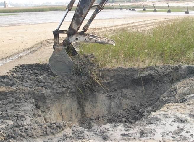 县府评估以重型机具掩埋，搭配人工拔除方式的成效最高。（县府农林科提供）