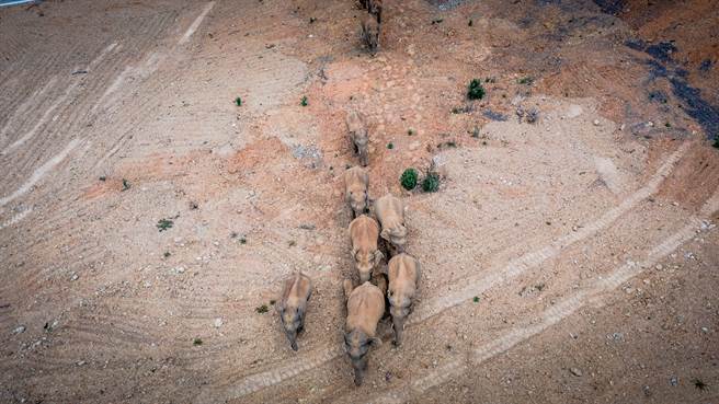 综合陆媒2日报导，举世瞩目云南省北迁的15头亚洲野象群，于5月29日进入玉溪市红塔区境内「整补」，2日一早「甩开」人为怪手阻挡，继续一路向北。（新华社）