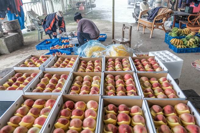 今年持续乾旱，尖石五峰生产的五月桃减产约3分之1。（罗浚滨摄）