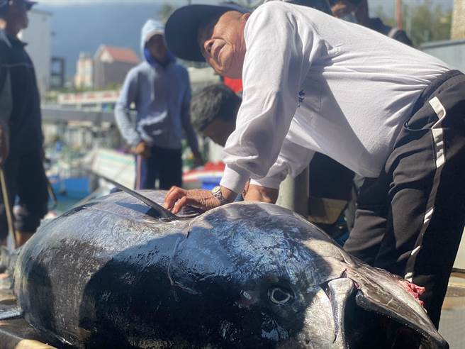 台东成功镇新港渔港不少鲔鱼入港，受疫情衝击，餐厅业者都歇业，鱼贩将黑鲔鱼和黄鳍鲔鱼宰杀后分装，让消费者购买，大受好评。（蔡旻妤摄）