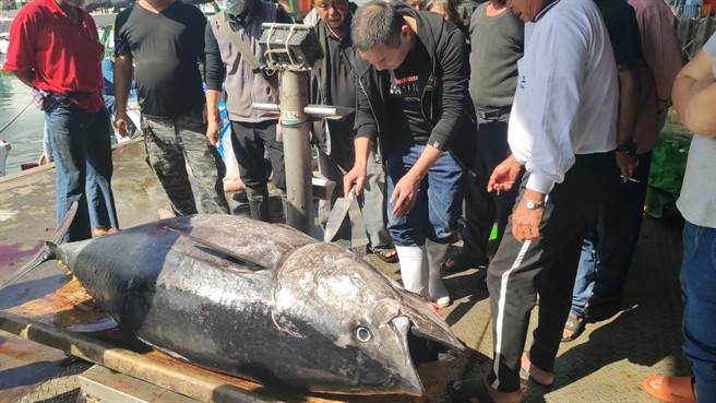 台东成功镇新港渔港不少鲔鱼入港，受疫情衝击，餐厅业者都歇业，鱼贩将黑鲔鱼和黄鳍鲔鱼宰杀后分装，让消费者购买，大受好评。（蔡旻妤摄）