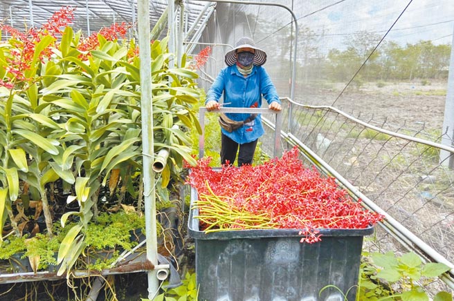 花农将鲜艳花卉剪下后并非装箱入市，而是直接丢弃待烂。（林和生摄）