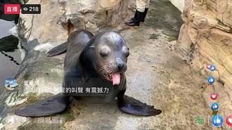 花蓮海洋公園推「線上玩樂園」超人氣海豚 海獅陪你一起居家防疫