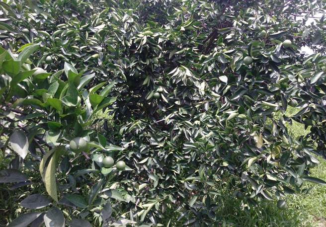 受高温乾旱且无灌溉水源影响，云林县柳橙、椪柑、葡萄柚，着果率不佳，目前柳丁果实偏小。（云林县政府提供）