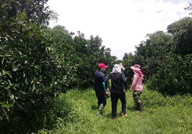 农粮署与农改场人员勘查认云林的柳橙受损400公顷、椪柑150公顷、葡萄柚30公顷，整体受损率达20％以上，达农业天然灾害现金救助要点救助门槛。（云林县政府提供）