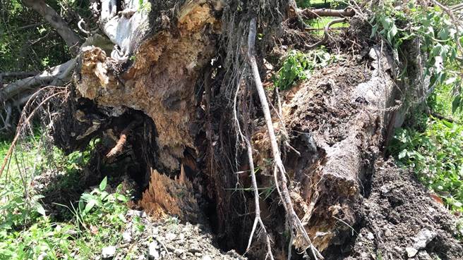 四維高中董事長黃英吉辭世當天，校園一棵50歲老榕歲也應聲倒下。（王志偉翻攝）