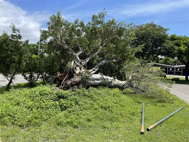 陪著黃英吉走過50年，老榕樹與老董同一天離世。（王志偉翻攝）