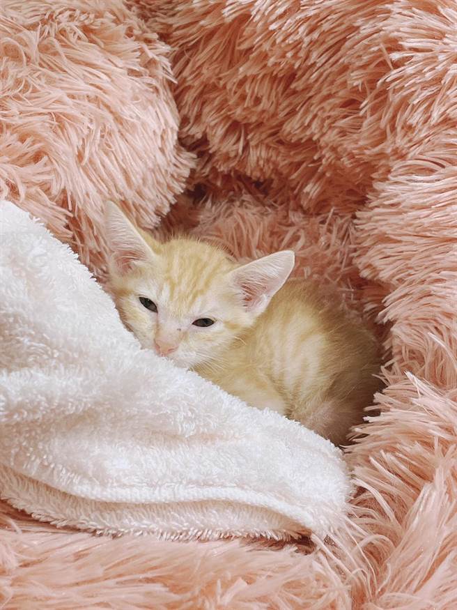 劉小姐透過即時影像系統認養貓咪「柑仔」。（新北市動保處提供）