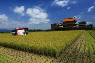 彩雲颱風來襲 台南農民急忙割稻
