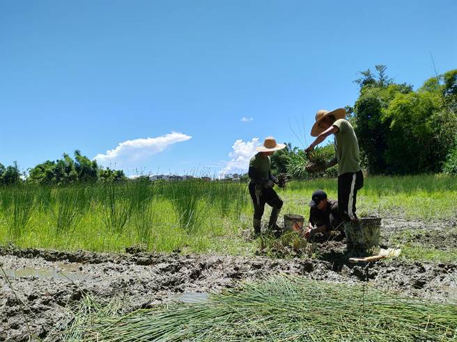 是否具备与环境社会创造互利共生的创新产品及解决方案是入选加速器计画的重要依据之一。图为玩艹植造团队的契作蒲草田。