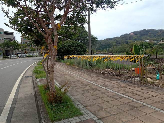 4日上午有民眾发现在丰原区丰原大道4段河堤上繫了成千上百的黄丝带印着「台湾需要疫苗」的文字。（国民党台中市党部提供／卢金足台中传真）