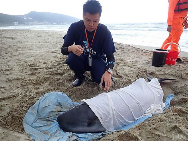 野柳海洋世界現場救援擱淺鯨豚(圖片：新北市政府動物保護防疫處提供 )
