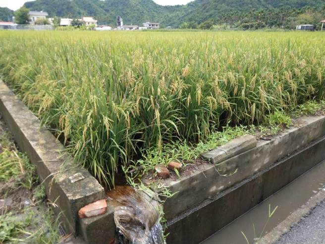 彩雲颱風來襲，農業局呼籲農友加強防範雷雨，做好田間排水並注意搶收安全，以減輕損失。（高雄市農業局提供／林雅惠傳真）