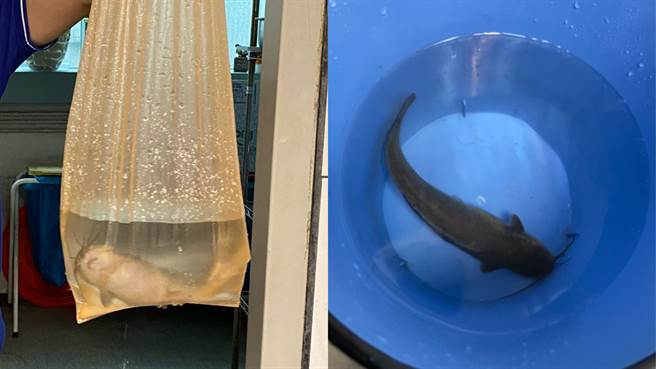 信义区今（4）日午后炸雨，竟有网友在路上意外捕获一条鱼。（图／PTT八卦板）