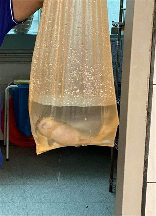 有民眾救车时竟然意外捞到土虱。（翻摄网路）