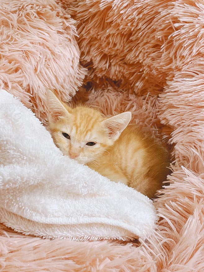 刘小姐透过新北市动物之家的即时影像系统认养猫咪「柑仔」，彼此陪伴在家防疫。（新北市动保处提供／王扬杰新北传真）