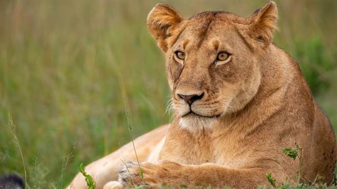 印度一只狮子疑似感染新冠肺炎病毒死亡。（示意图／shutterstock）