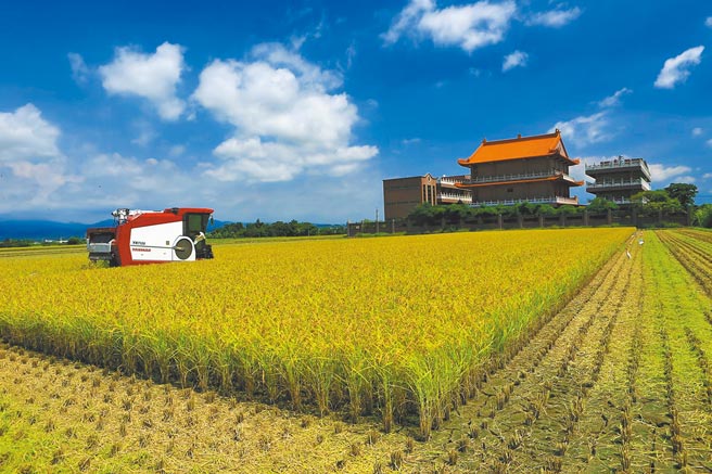 彩云颱风掠过，台南稻农急割稻。（读者提供／刘秀芬台南传真）