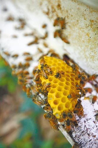 蜂蜜加薑黃提升保護力