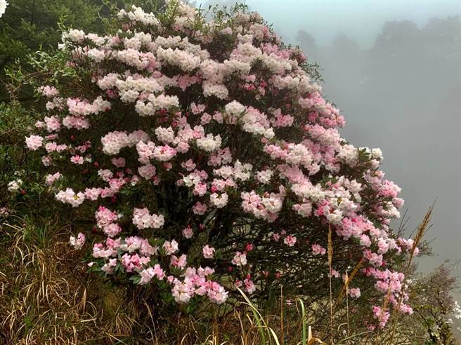 南投縣警察局仁愛分局6日呼籲，花期近尾聲，不建議民眾在三級警戒期間來旅遊，畢竟明年高山杜鵑依然會盛開。（盧金足攝）