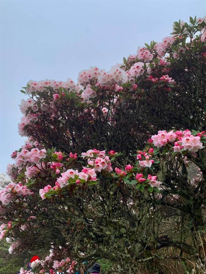 南投縣警察局仁愛分局6日呼籲，花期近尾聲，不建議民眾在三級警戒期間來旅遊，畢竟明年高山杜鵑依然會盛開。（盧金足攝）