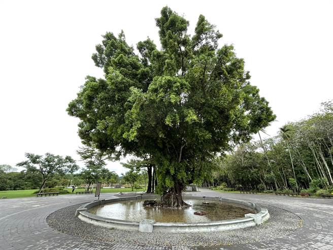 弥四郎圆环中间老榕树，也因满是积水，被趣称是「许愿池」。（曹婷婷摄）