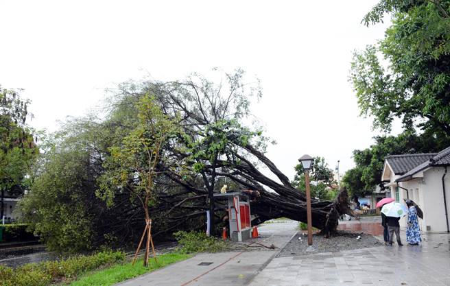 屏東市將軍之屋旁的老榕樹，不敵雨勢、橫倒路旁。(林和生攝)