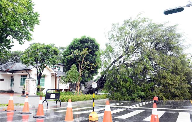 屏東市將軍之屋旁的老榕樹，不敵雨勢、橫倒路旁。(林和生攝)