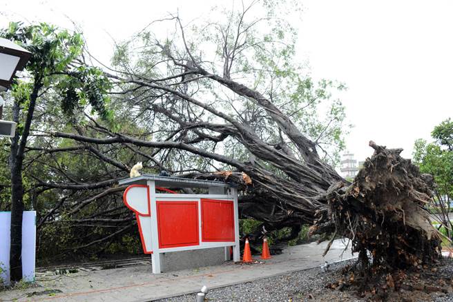 屏東市將軍之屋旁的老榕樹，不敵雨勢、橫倒路旁。(林和生攝)
