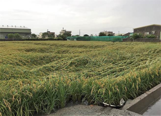 连日大雨使得成熟稻稻穗倒伏，稻田像波浪。（周丽兰摄）