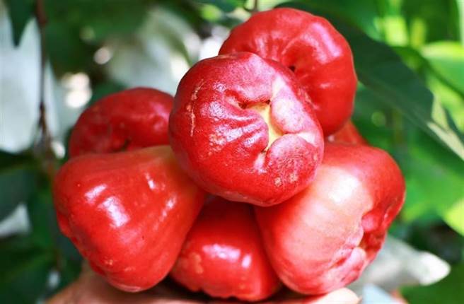 屏东县莲雾保险受理延长至6／30。(资料照)