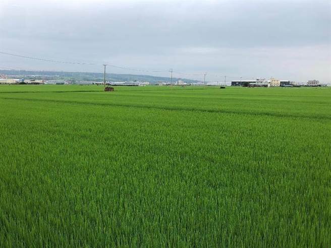 蔡升辅表示，因为这几波梅雨让南部许多河川回到原本的水位，因此农水署将依照既定灌溉计画实施供灌，高雄500多公顷的二期作区因为需要农事以及育苗的准备工作，预计6月下旬可开始供灌。（本报系资料照）