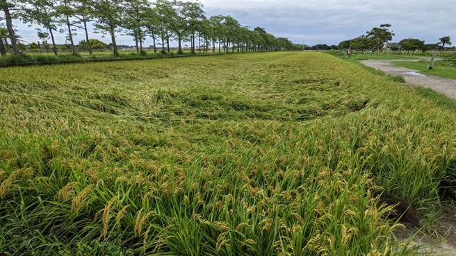 受上周末梅雨锋面影响，台南一期稻作出现倒伏。（张毓翎摄）
