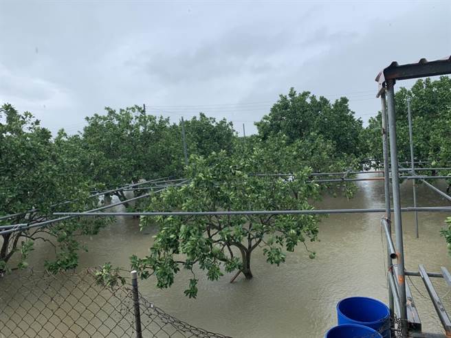 昨日麻豆区埤头里有柚园淹水，所幸今早水已退去。（台南市政府提供／张毓翎台南传真）