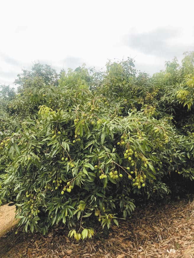 新竹市荔枝即将成熟，但因疫情之故无法开放採果，农友们对后续销售十分伤脑筋。（王明源提供／邱立雅竹市传真）