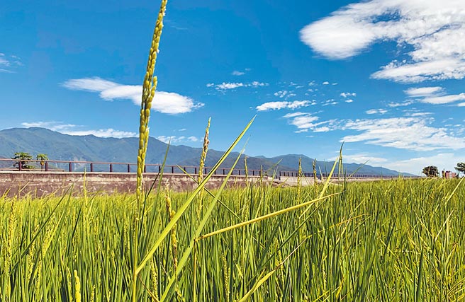 台东县池上乡部分水稻感染「徒长病」，高人一等的「稻公（红箭头处）」损失惨重。（庄哲权摄）