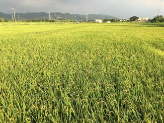防疫配合一期作收穫 農糧署輔導稻農繳穀措施