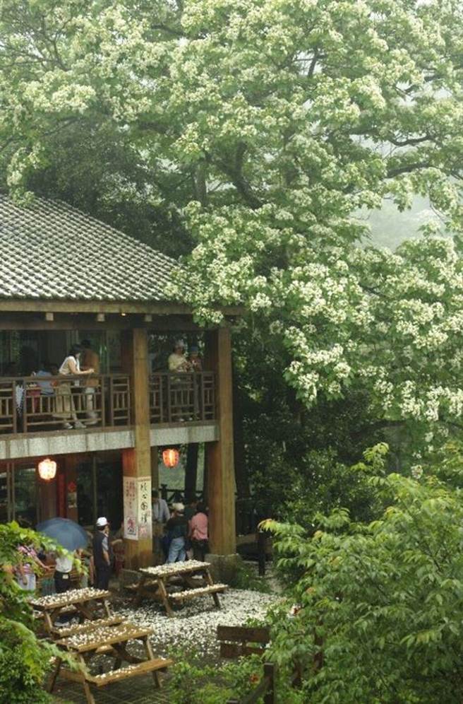▲桐花时节歇心茶楼热闹非凡。　图：参山国家风景区管理处╱提供