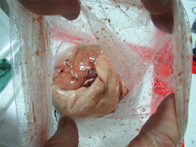 日本北海道进口的安康鱼肝，半年内也有两次重金属超标。（食药署提供）