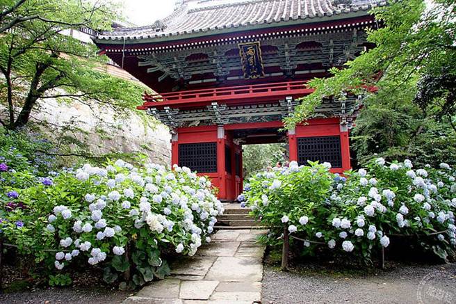 雨引观引寺外的绣球花种类相当多(图片：日本茨城县提供)